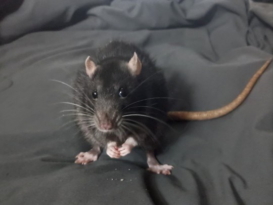 Rat tax