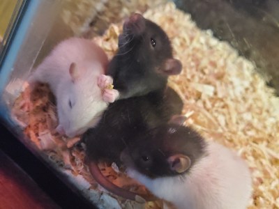 Rat tax