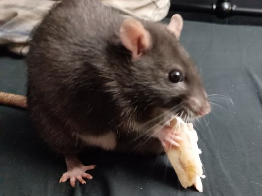 Rat tax