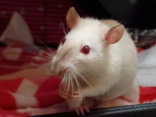 Rat tax