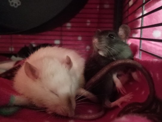 Rat tax